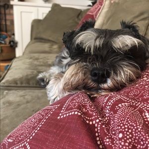 Meet your Posher, Lexi